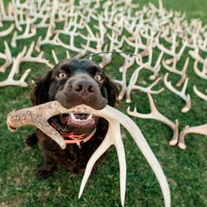 Meet your Posher, Suzette